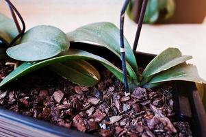 Bark in a pot orchids at wooden background photo