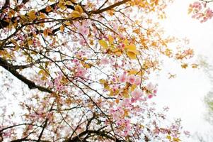 Branches of cherry tree blossoms photo
