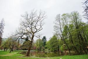 Lake with water lilies in spring park with arbor photo