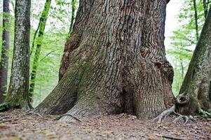 Rough tree trunk on forest photo