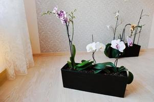 Orchid flowers in pots on the wooden floor photo