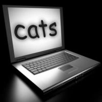 cats word on laptop photo