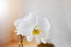 cerca de orquídeas de flores de phalaenopsis blancas sobre fondo de textura vanile foto