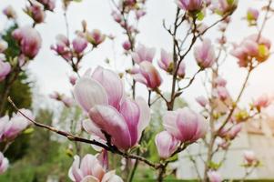 Branches of white and pink magnolia blossoms photo