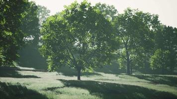 Big mapple tree with green leaves in a summer day video