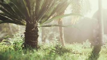 jardin tropical avec palmiers dans les rayons du soleil video