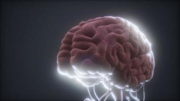 Animated Brain Stock Video Footage for Free Download