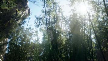 Lanscape of bamboo tree in tropical rainforest, Malaysia video