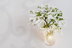 Snowdrop flowers at vase on white glossiness background with ornament