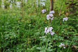 Violet saponaria flowering plants at forest. Grass soap. Soapworts flower photo