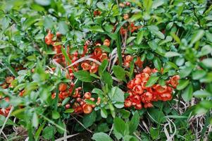 Shrub of Chaenomeles japonica or flowering quince photo