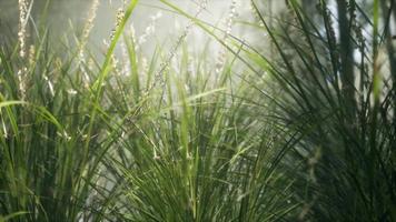 Grass flower field with soft sunlight for background. video