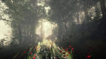 Sun beams pour through trees in foggy forest video