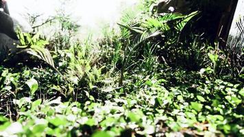 primo piano vista della natura di erba sullo sfondo tropicale video