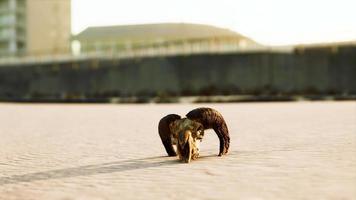 closeup of a skull laying on the wet sand video