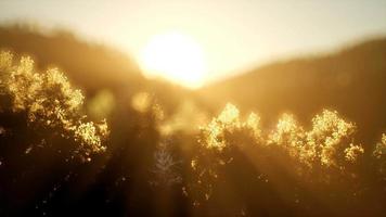 tallskog vid soluppgången med varma solstrålar video