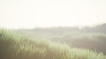 Green field with tall grass in the early morning with fog video