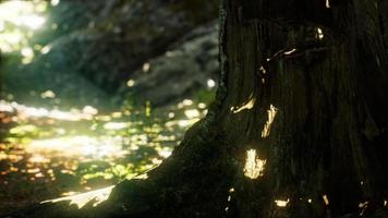 Sunlight rays pour through leaves in a rainforest video