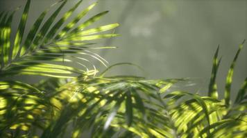 luz brillante que brilla a través de la niebla húmeda y las hojas de la jungla video