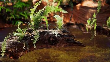 tropical golden pond with rocks and green plants video