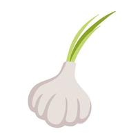 Garlic. Spicy bulb vegetable. Natural product. Healthy diet. vector