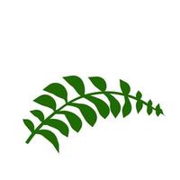 Fern leaf. Element of nature and the forest. Green bracken plant vector