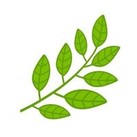 Branch with green leaves. Plant and part of tree. Symbol of freshness vector