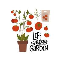 Hand drawn tomato bush in the pot with seeds. Lettering style quote - Life is better in the garden. Vector flat illustration