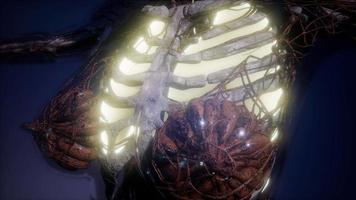 cuerpo humano con pulmones visibles video