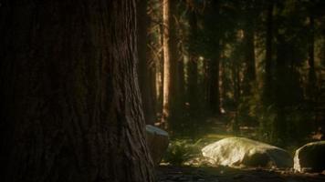 8K Giant Sequoia Trees at summertime in Sequoia National Park video