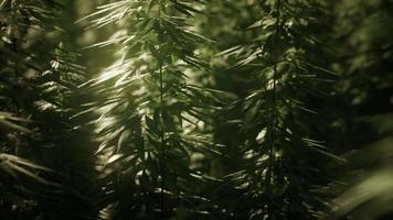 bosquets de plantes de marijuana sur le terrain video