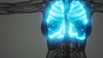 analyse de l'anatomie scientifique des poumons humains video