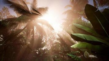 Sunset Beams through Palm Trees video