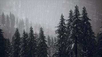 winter snow covered cone trees on mountainside video