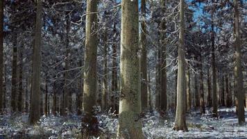 floresta de coníferas coberta de neve em dia ensolarado video