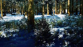 bosque de coníferas cubierto de nieve en un día soleado video