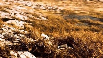 grassland on mountains in autumn video
