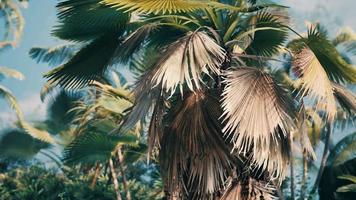 tropical palms and plants at sunny day video