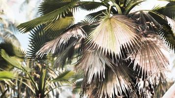 jardín tropical con palmeras en los rayos del sol video