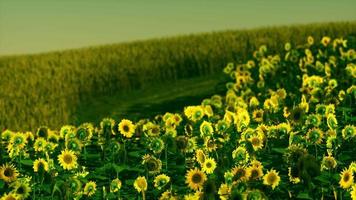 campo di girasoli in fiore su uno sfondo tramonto video