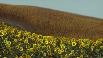 fält av blommande solrosor på en bakgrund solnedgång video