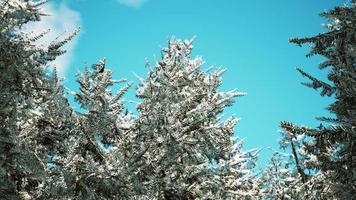 foresta di calma invernale in una giornata di sole video