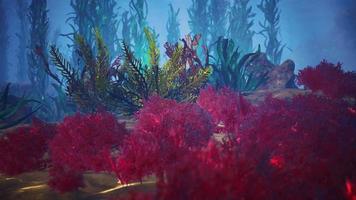 recife de coral subaquático com raios de sol video