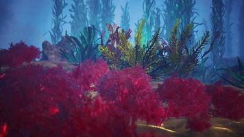 underwater coral reef with sun rays video