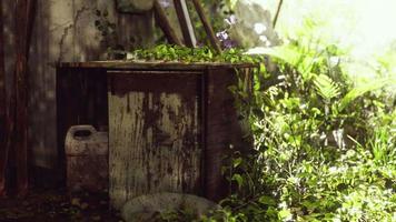 ruined abandoned overgrown by plants interior video