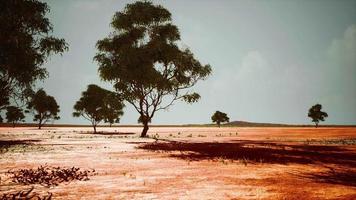 savana africana secca con alberi video