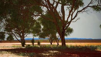 dry african savannah with trees video