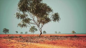 savana africana secca con alberi video