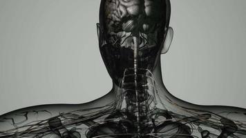 cerveau et système nerveux de l'homme video
