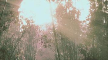 Asian Bamboo forest with morning sunlight video